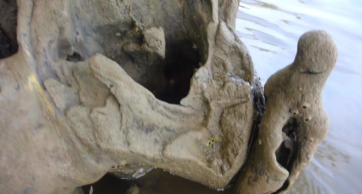 chippokes state park stump 07-03-17